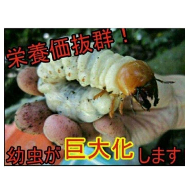 極上！ヒマラヤひらたけ菌糸ブロック【9個】初菌のみ使用！国産オオクワ85ミリ実績