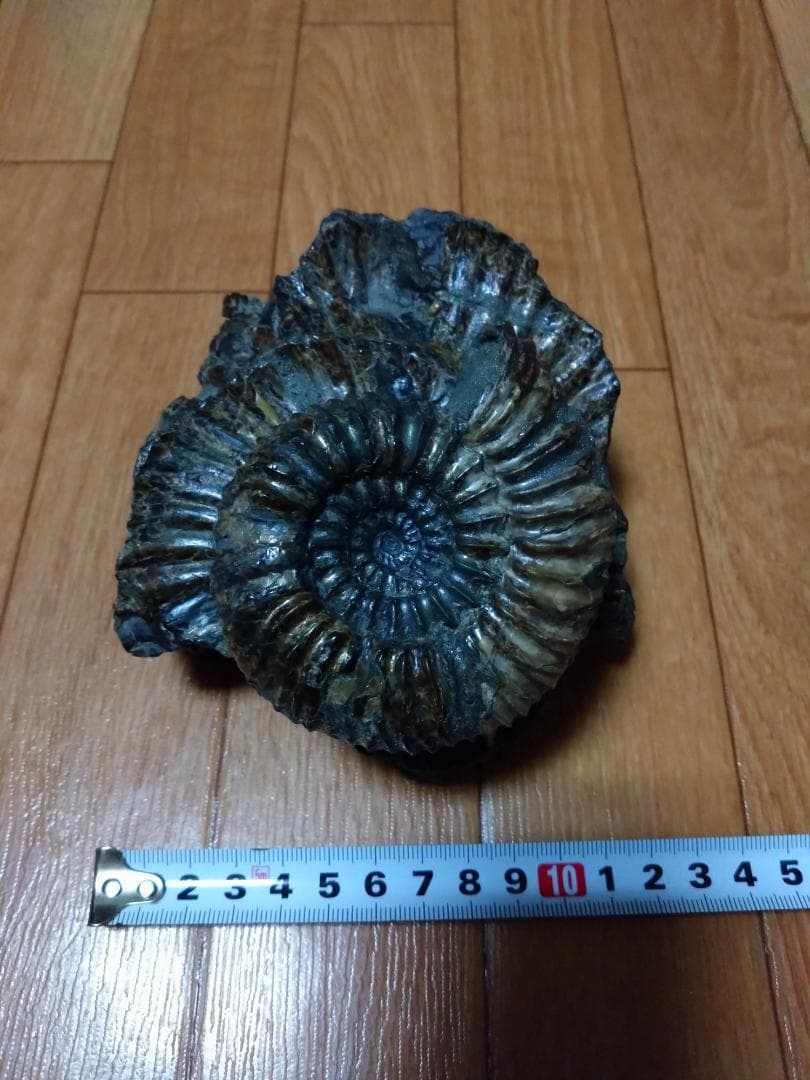 アンモナイト 黄鉄鉱 パイライト ロシア産