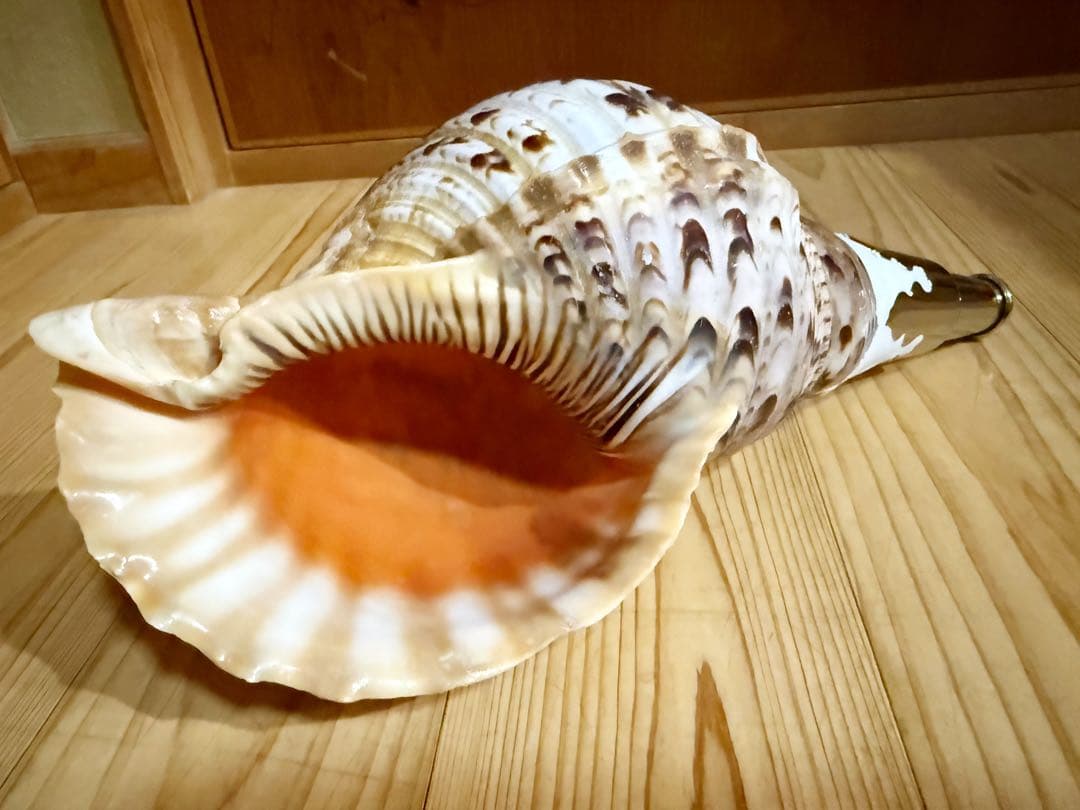修験道法螺貝　山伏　密教　熊よけ　魔除け❣️ホラガイ　ほら貝