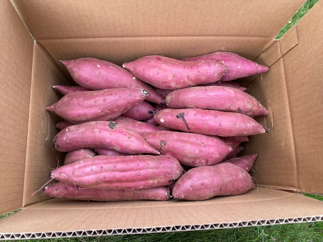 茨城県産紅はるかM100キロ　じゅん品