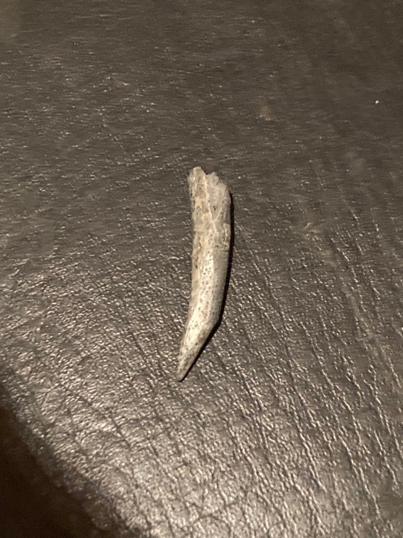 ニジェールサウルス　歯　神レア　化石