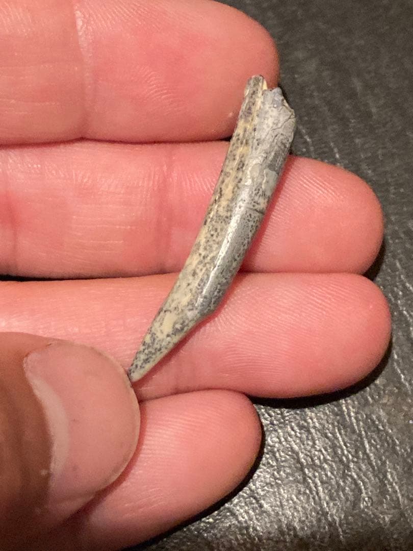 ニジェールサウルス　歯　神レア　化石