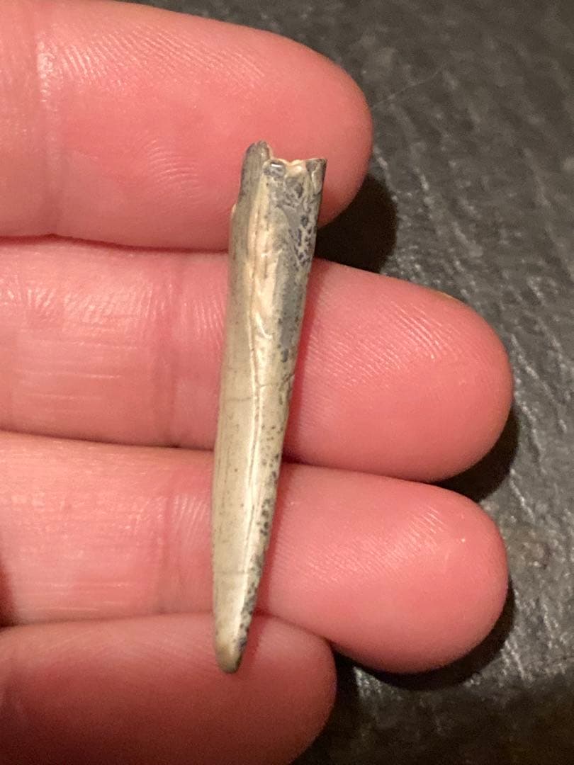 ニジェールサウルス　歯　神レア　化石