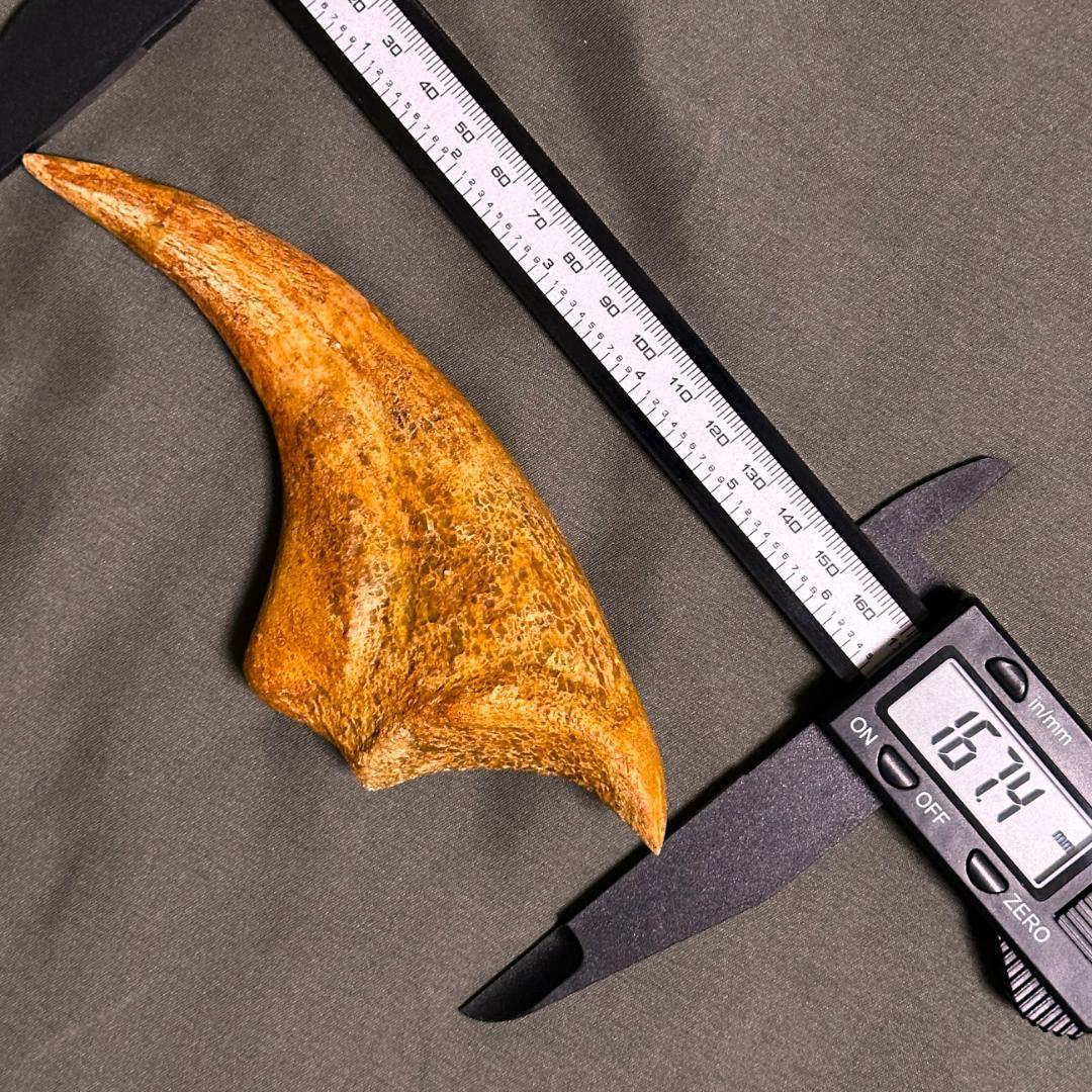 スピノサウルス ハンドクロウ かぎ爪 化石標本 肉食恐竜 獣脚類 1433