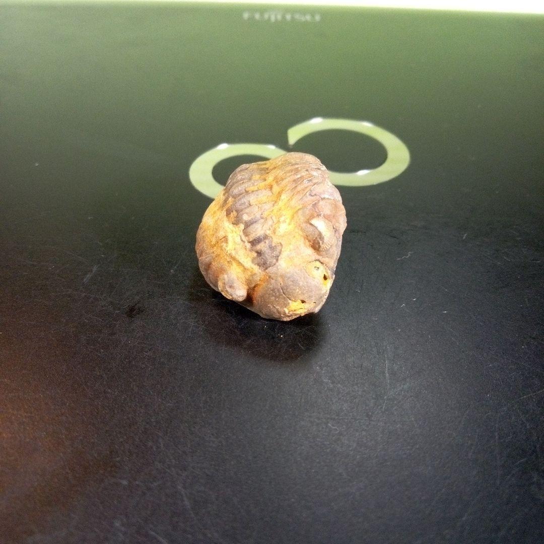 三葉虫　化石　fossil　海　ボリビア産　trilobite　海生動物種別⑥