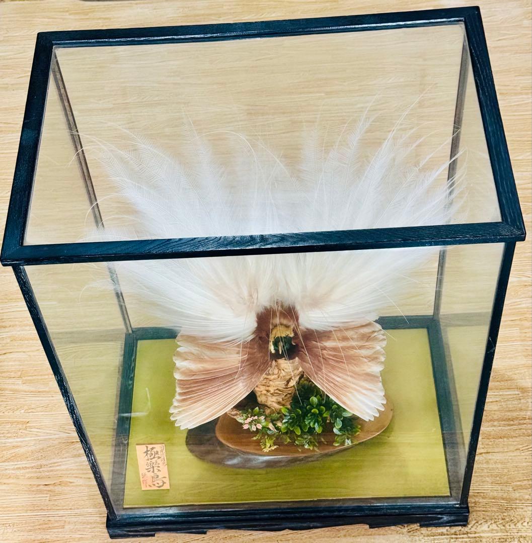 淡*雪様 極楽鳥　アートオブジェ　ガラスケース付き
