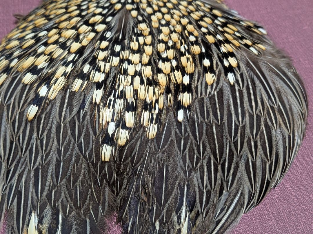 ジャングルコック