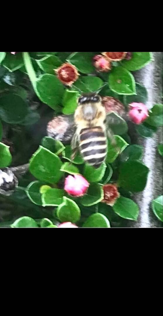 日本蜜蜂蜂蜜　純粋生ハチミツ　非加熱無調整　百花蜜