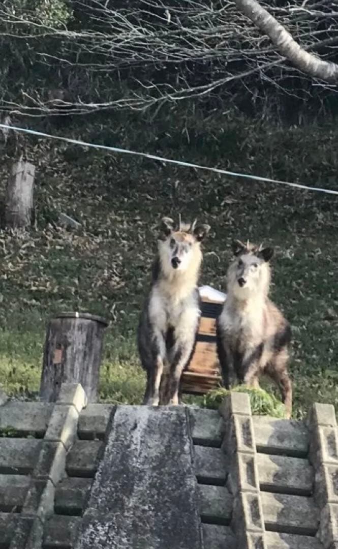 日本蜜蜂蜂蜜　純粋生ハチミツ　非加熱無調整　百花蜜