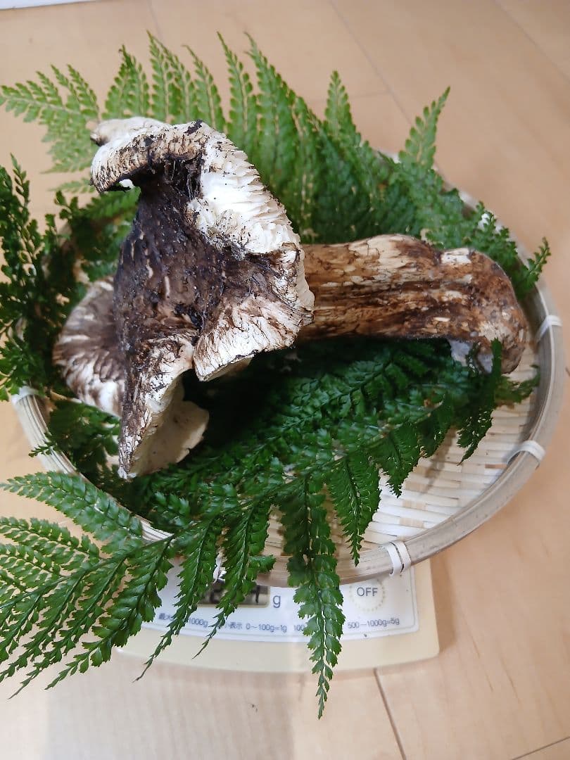 山形県産 松茸 国産 マツタケ まつたけ 松茸専門販売採取その16