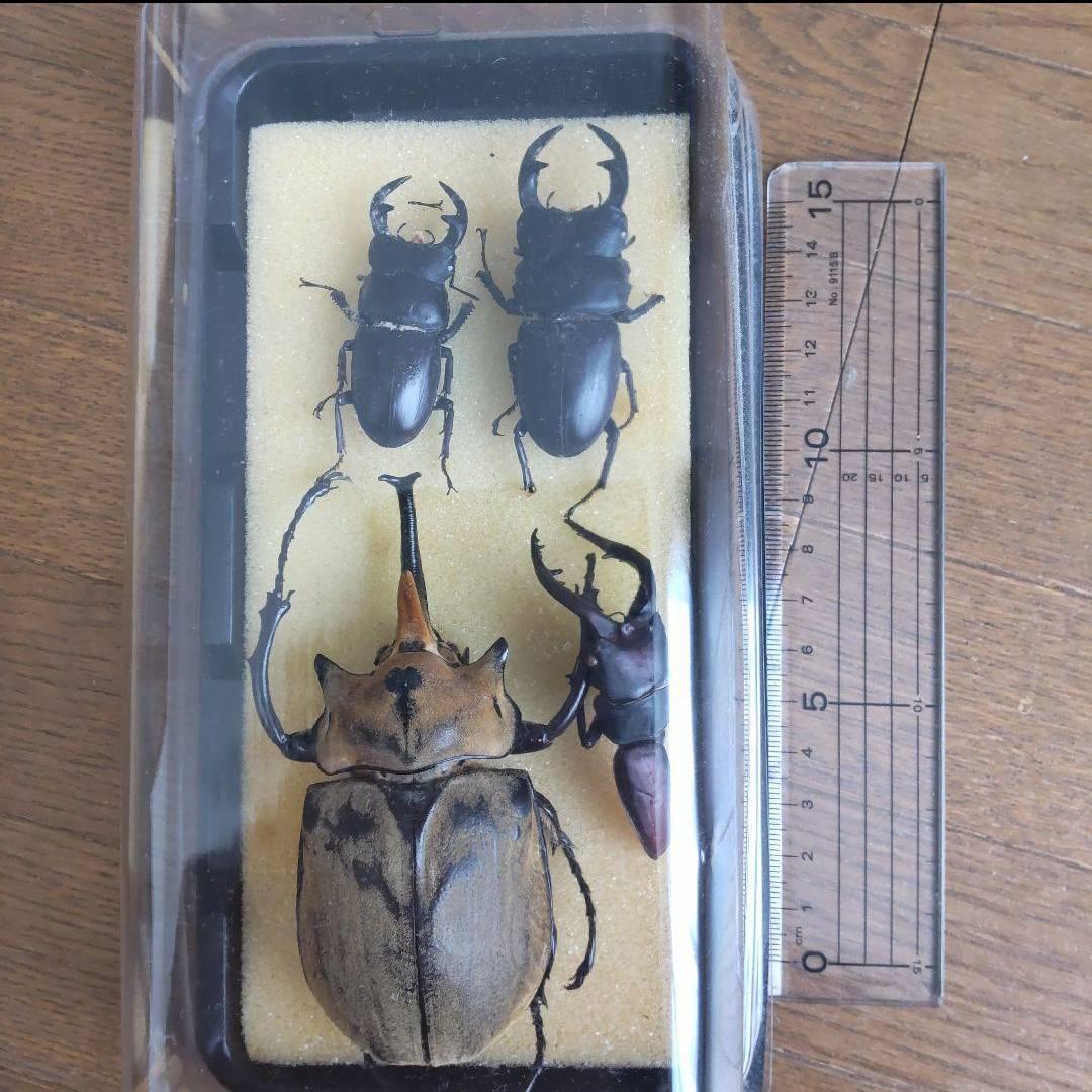 カーニバル　約40匹カブトクワガタ本物標本まとめ売り