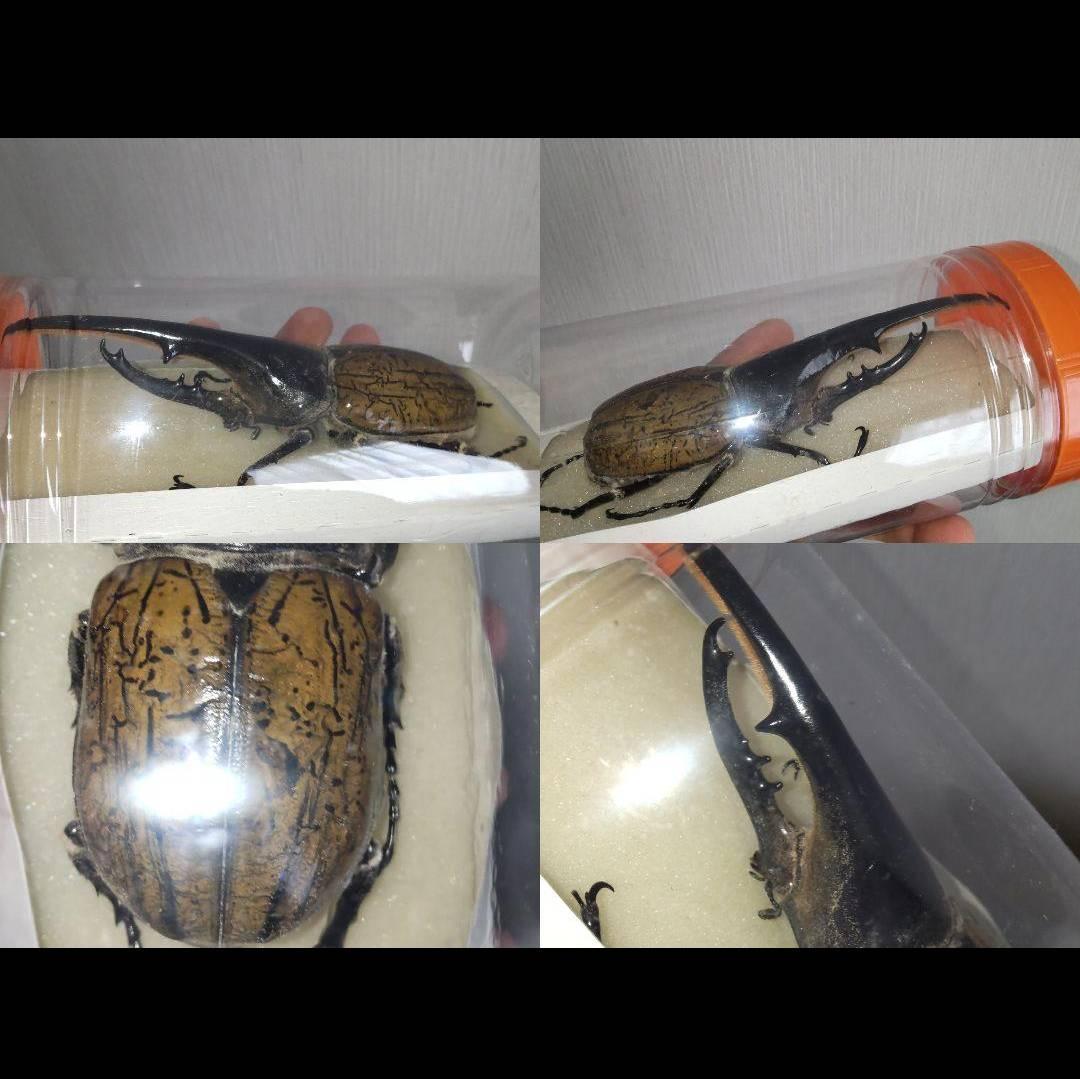 カーニバル　約40匹カブトクワガタ本物標本まとめ売り