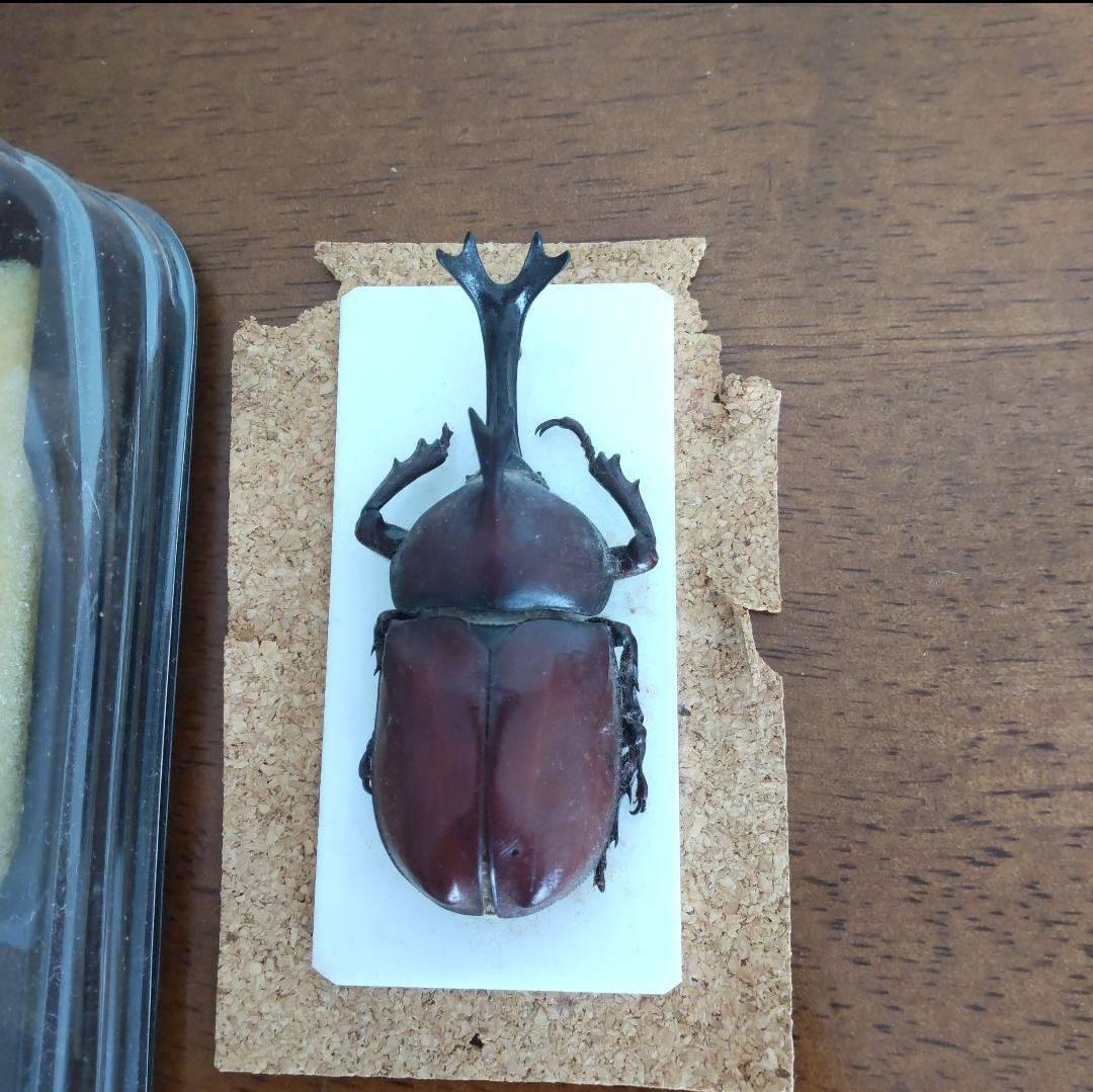カーニバル　約40匹カブトクワガタ本物標本まとめ売り