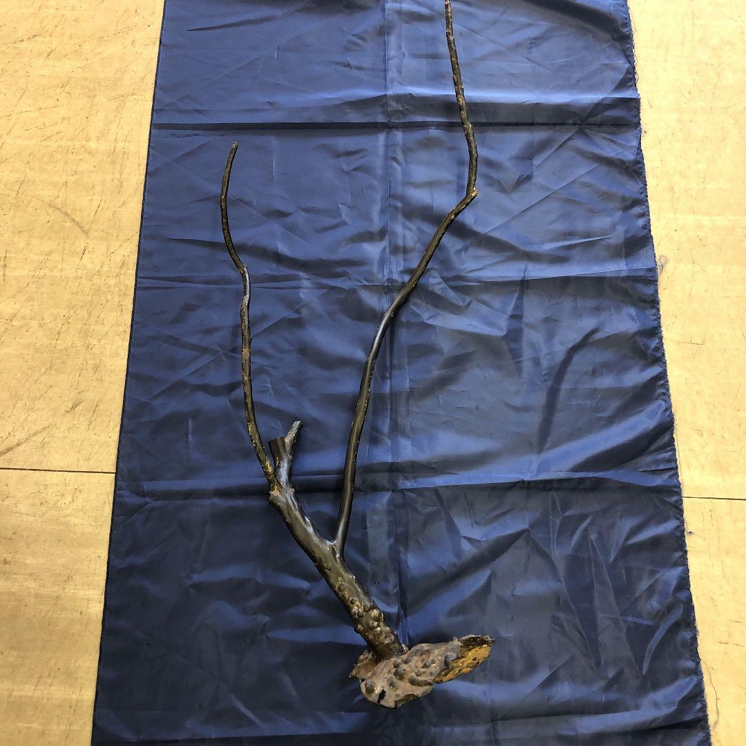 海松　原木　黒珊瑚　長さ90cm根本枝直径３cm