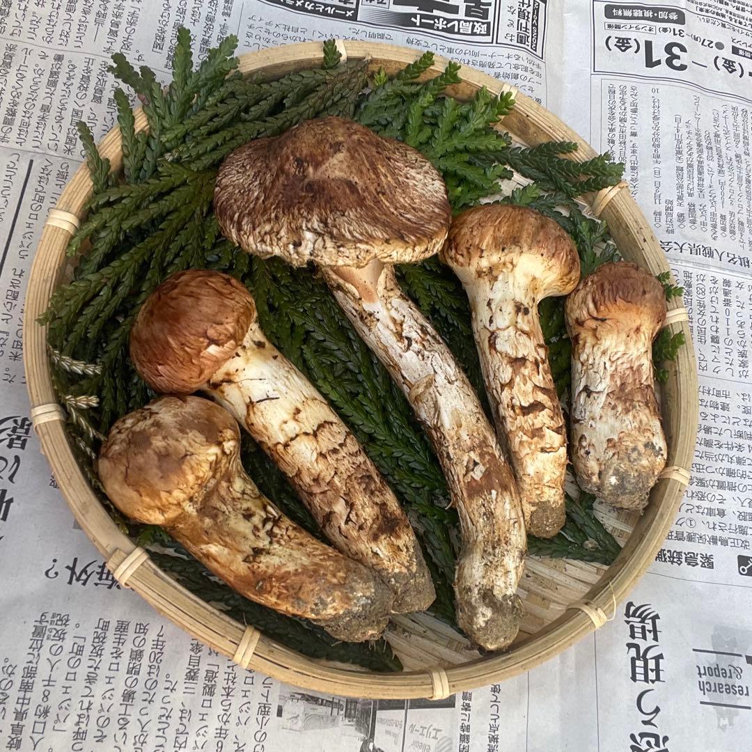 天然きのこ 松茸 国産 良品‼️ マツタケ まつたけ 大自然の凛さん採取その144