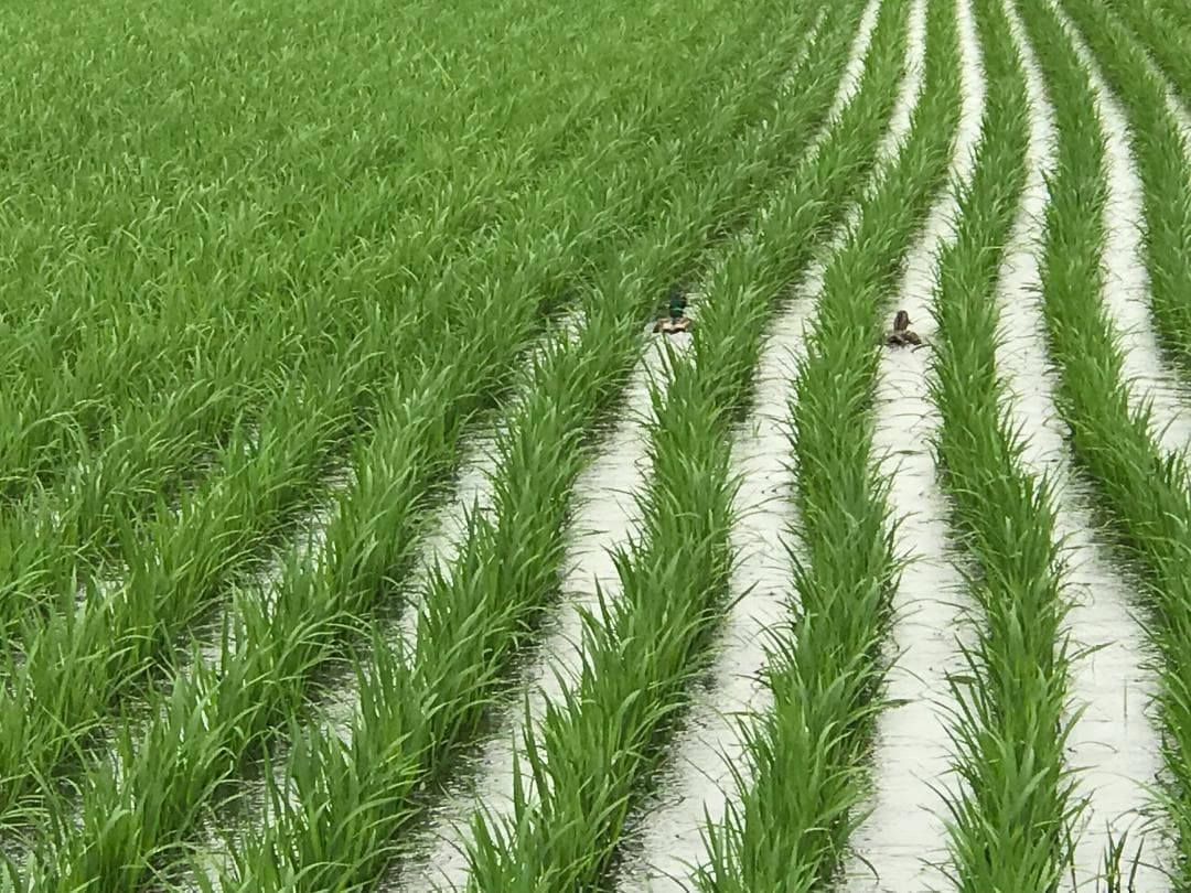 令和７年度北海道産 ななつぼし 10kg 農家直送