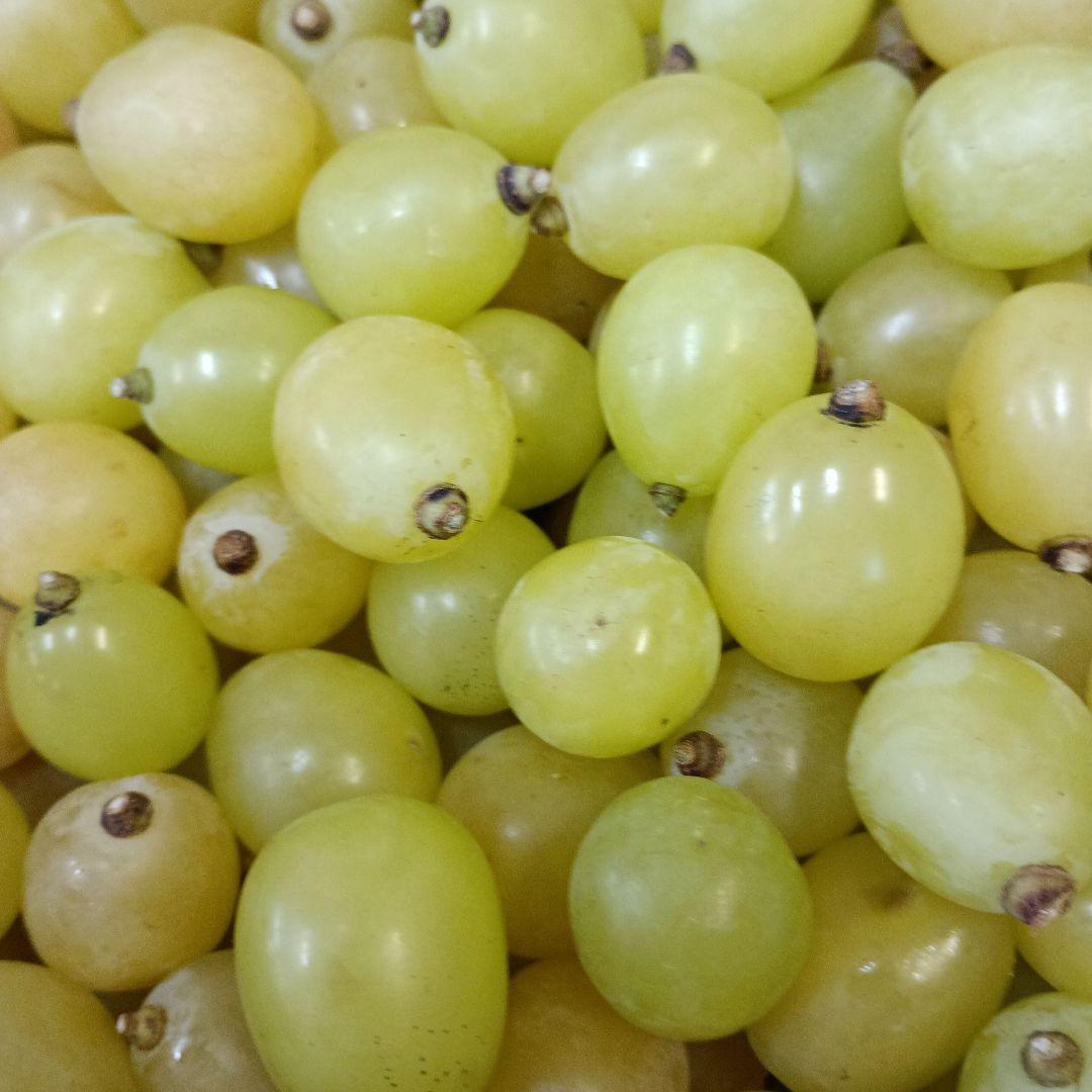 シャインマスカット徳用5キロ入りの粒バック入りになります。