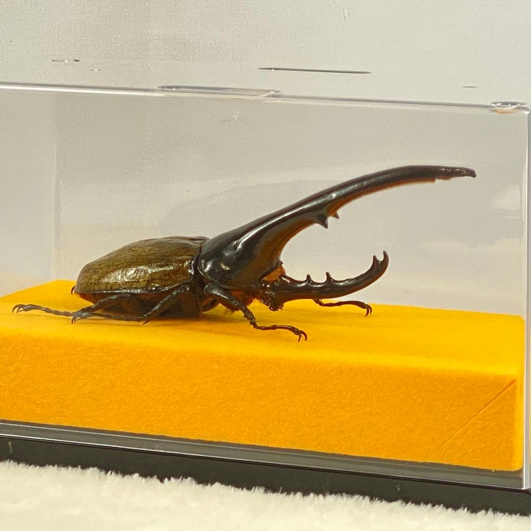 【大型】ヘラクレスオオカブト（ヘラクレス）のオブジェ（標本）