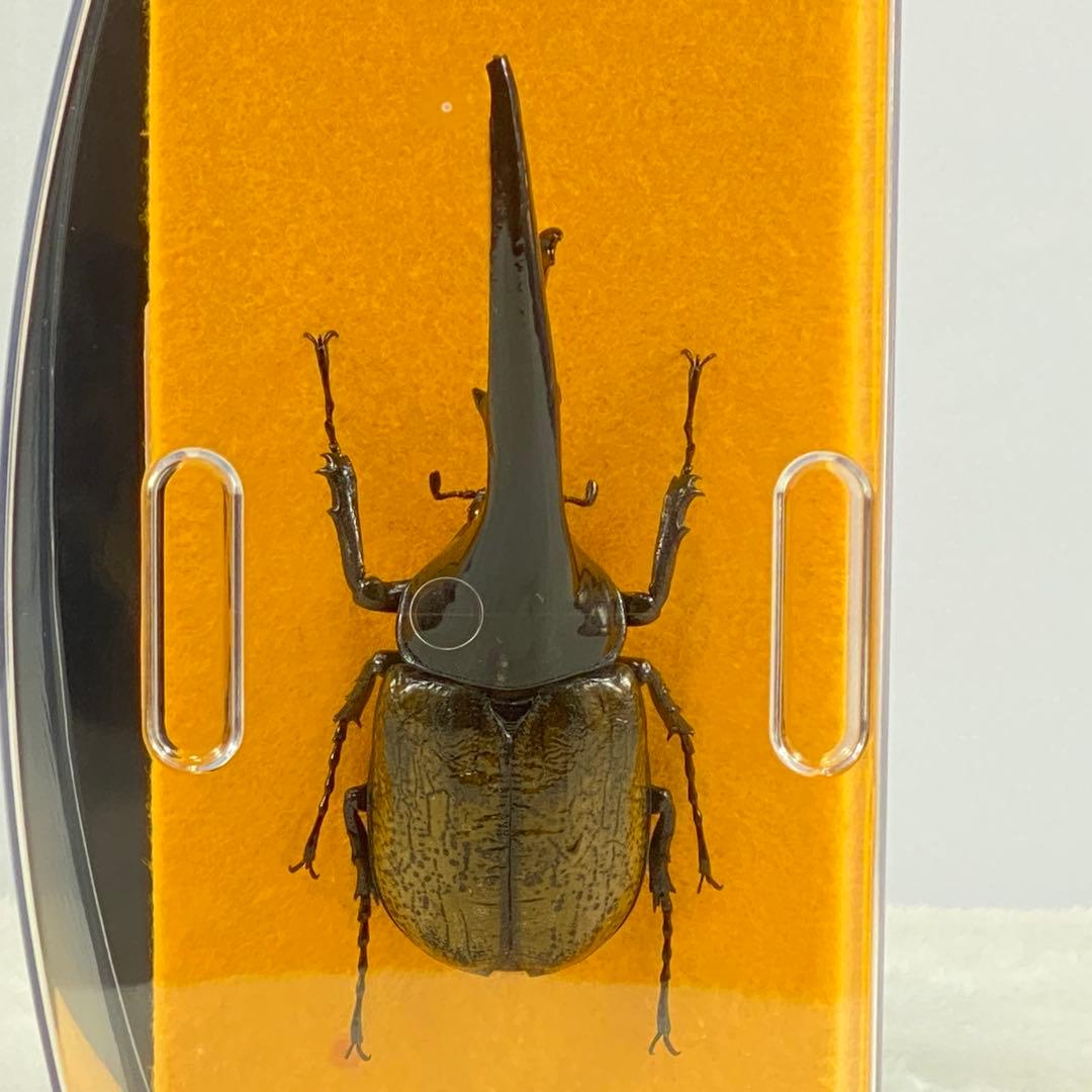 【大型】ヘラクレスオオカブト（ヘラクレス）のオブジェ（標本）