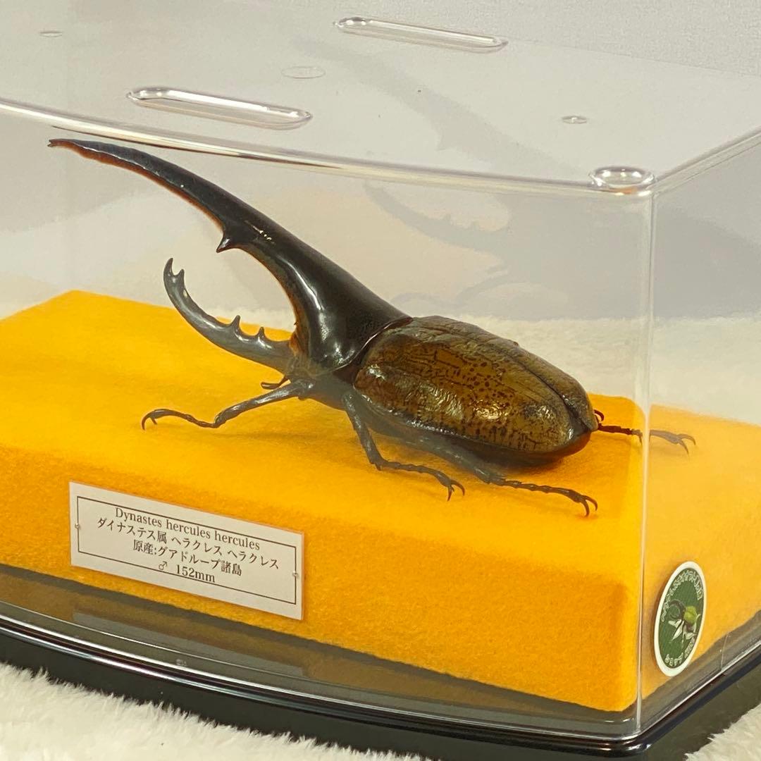 【大型】ヘラクレスオオカブト（ヘラクレス）のオブジェ（標本）