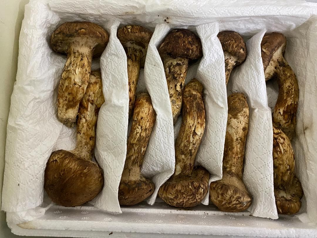 新鮮 マツタケ １ｋｇ蕾２０本