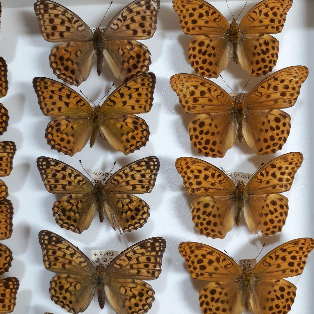 蝶標本　ヒョウモンチョウ類　12種114頭。大型ドイツ標本箱２箱入りセット