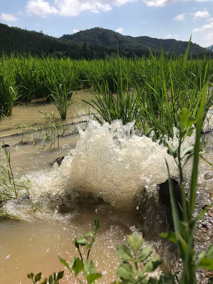 Natural farming自然栽培玄米 ベルツの日記 腸脳相関 食養訓 食育