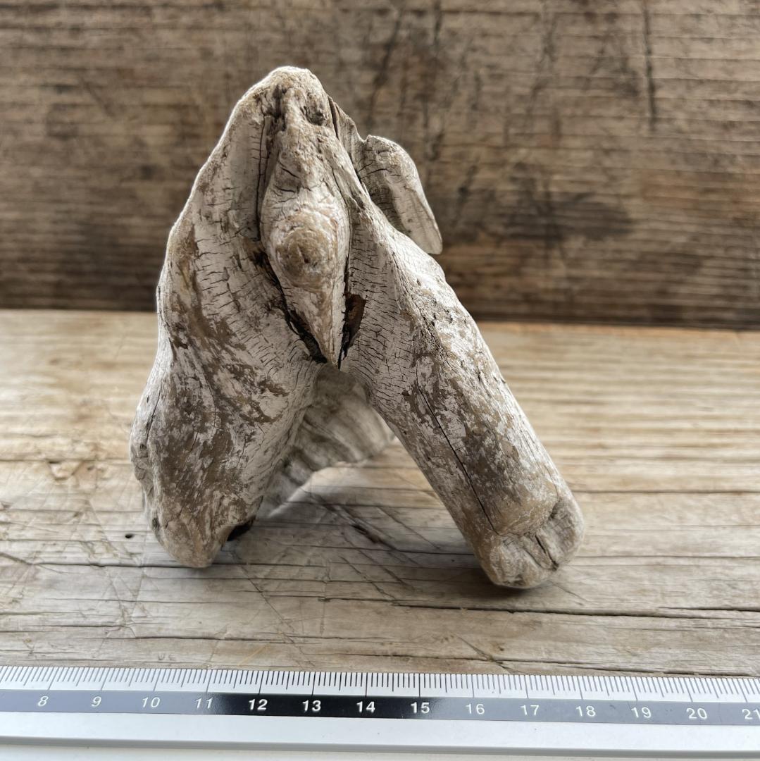 四万十川の流木　お題 ： エンゼルフィッシュ