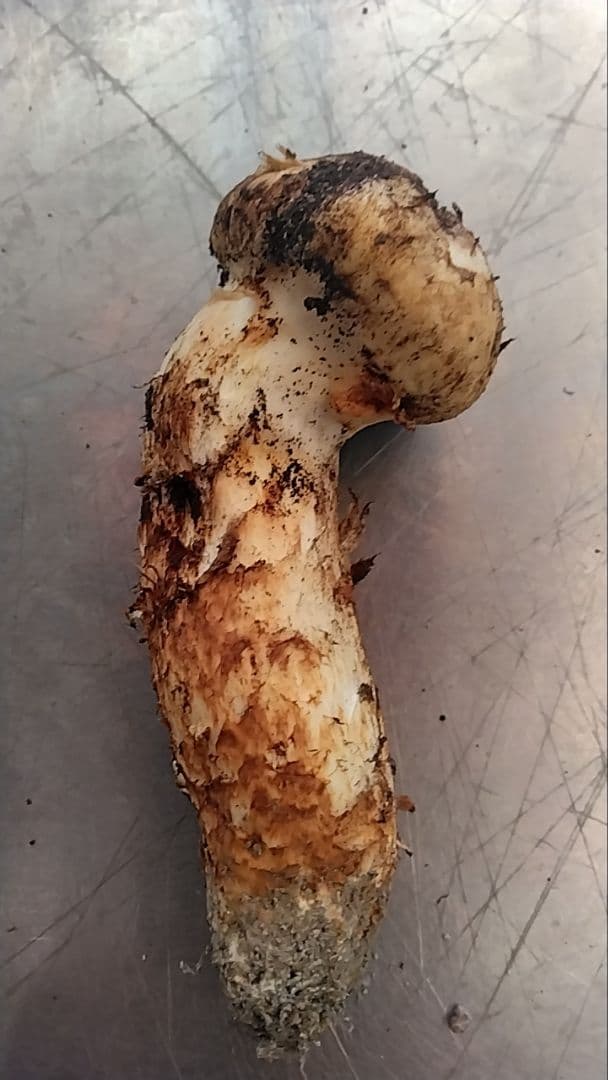 新鮮マツタケ 240g 曲がった形状