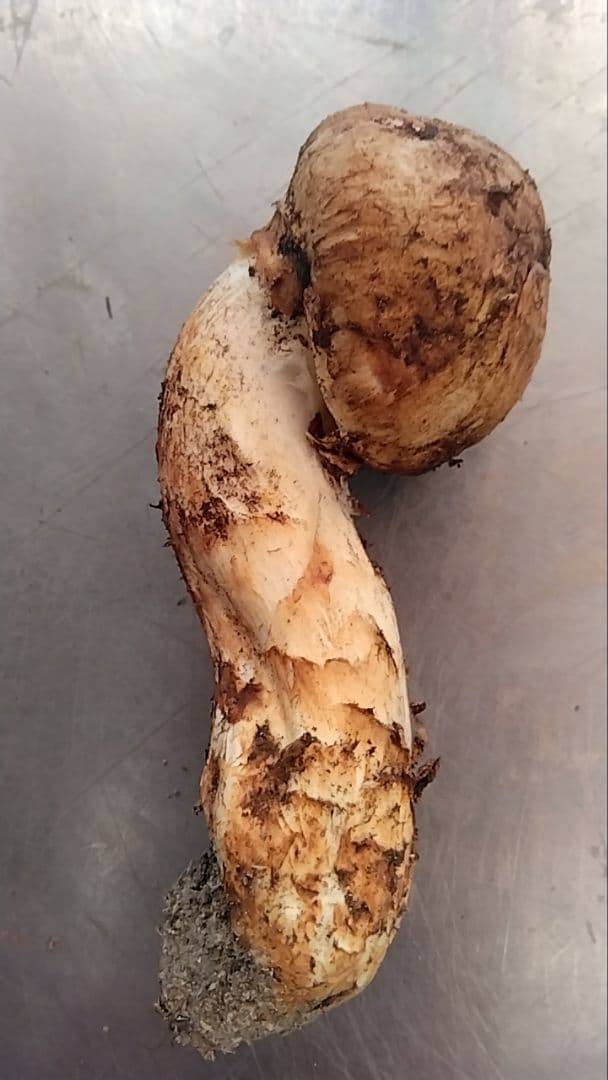 新鮮マツタケ 240g 曲がった形状