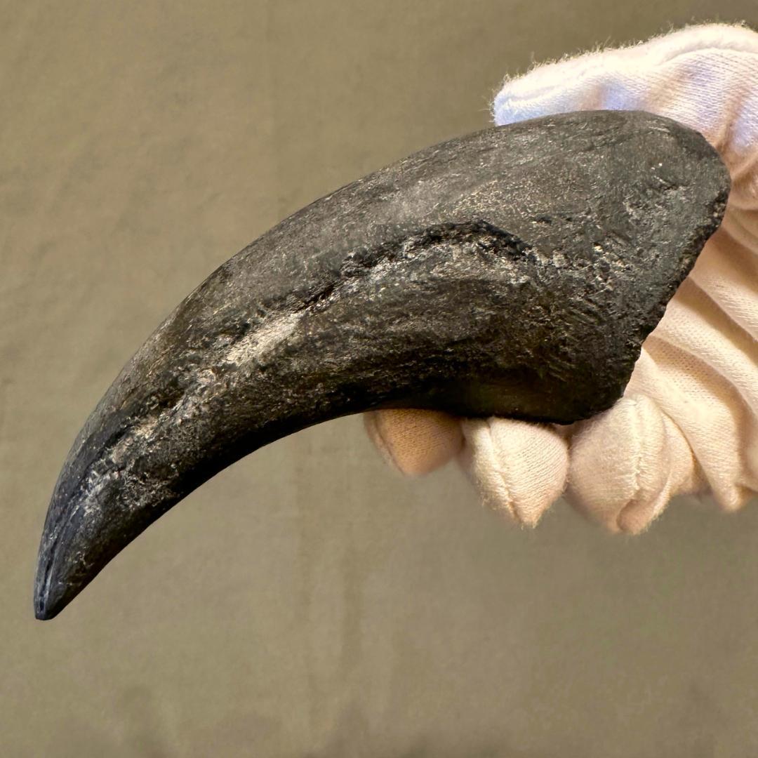 アロサウルス フットクロウ かぎ爪 化石標本 肉食恐竜 獣脚類 1499