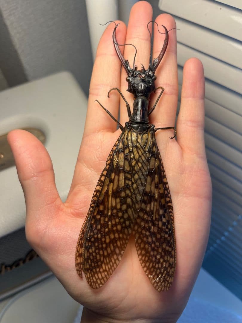 【特大】オオキバヘビトンボ オオアゴヘビトンボ 昆虫標本 標本タランチュラホーク