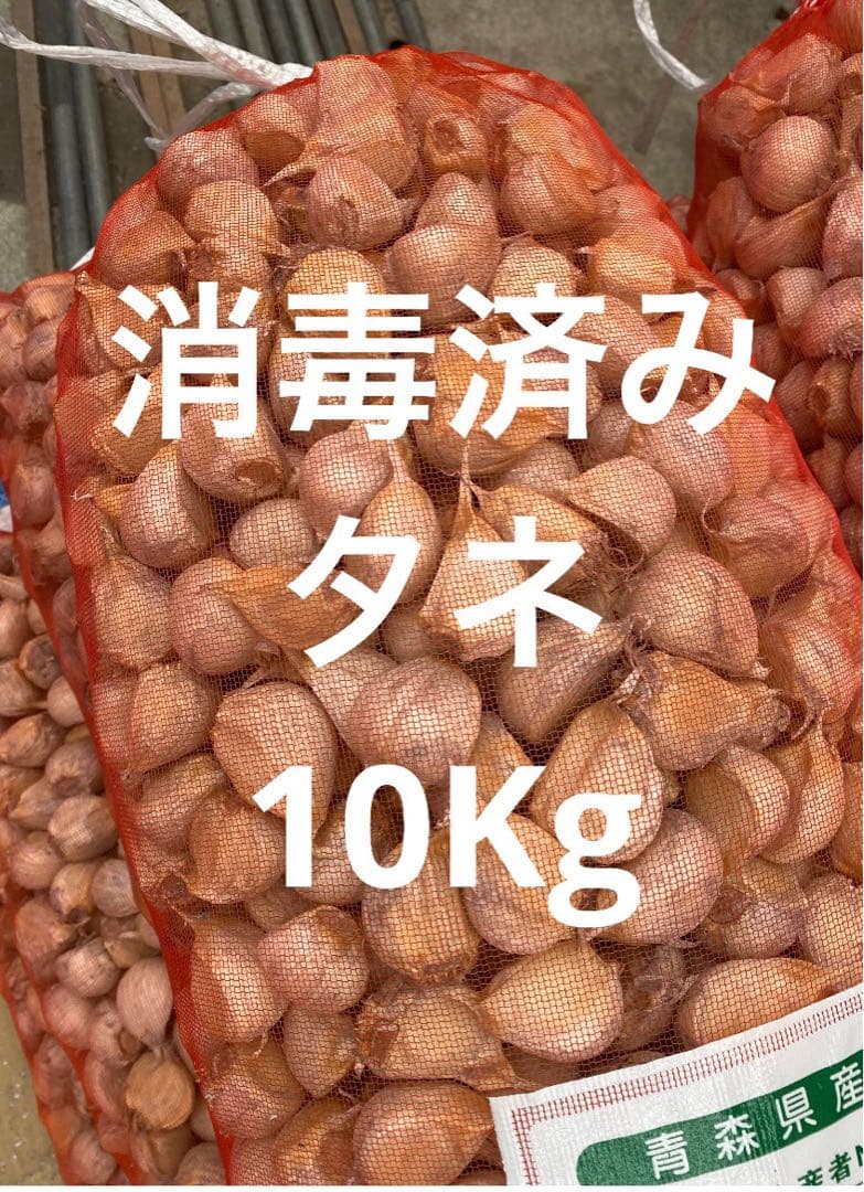 青森県にんにくタネ20Kg MS消毒済み