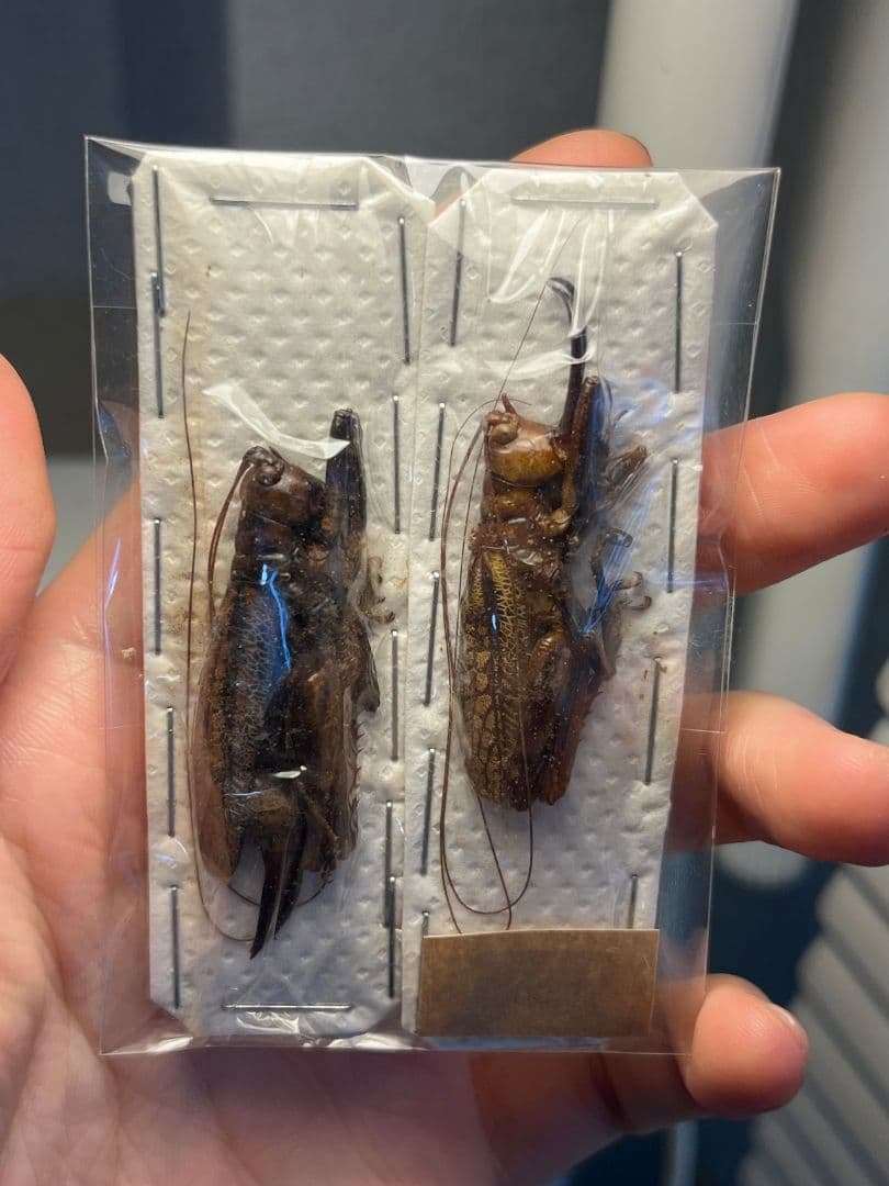 【未展足ペア】クワガタキリギリス 化け物キリギリス 昆虫標本 ウェタ バッタ