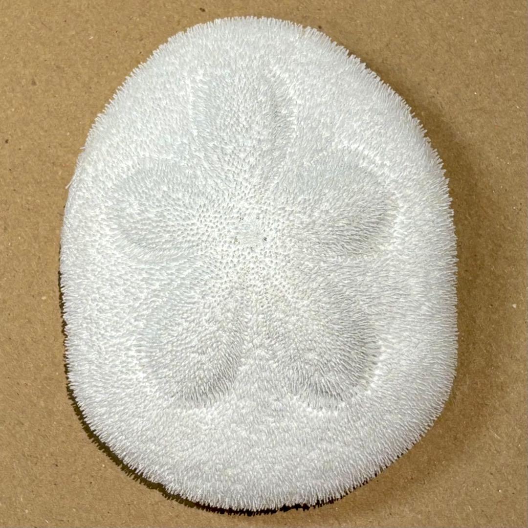 レインボーウニ13点、タコノマクラ棘残し標本1点 さくらんぼ様おまとめ品