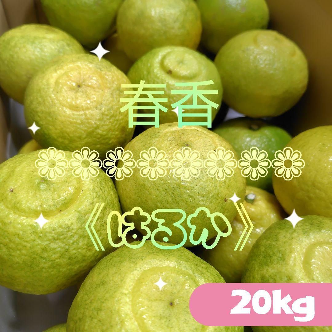 【ꕤ437】はるか『ご家庭用』熊本みかん（20kg）