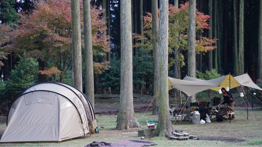 ノルディスク　レイサ6 日本限定色ベージュ