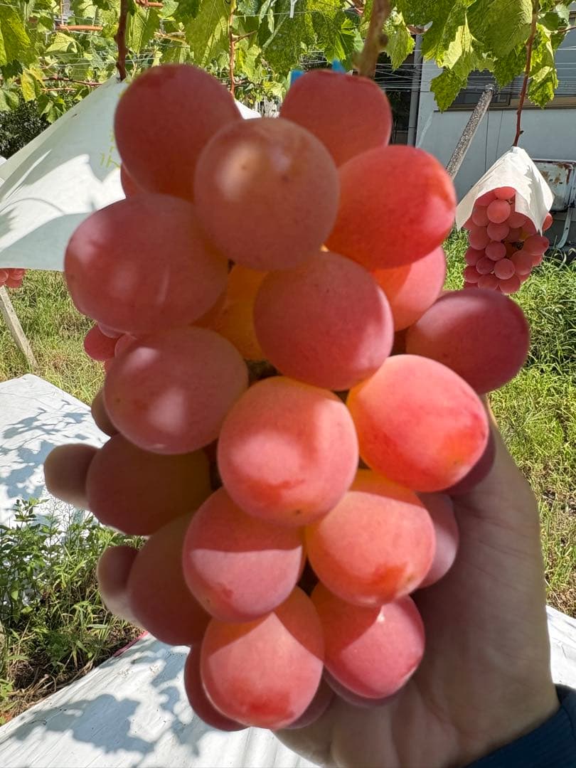 本日最終【山梨オリジナル新品種】農家直送サンシャインレッド2房1kg以上優秀品