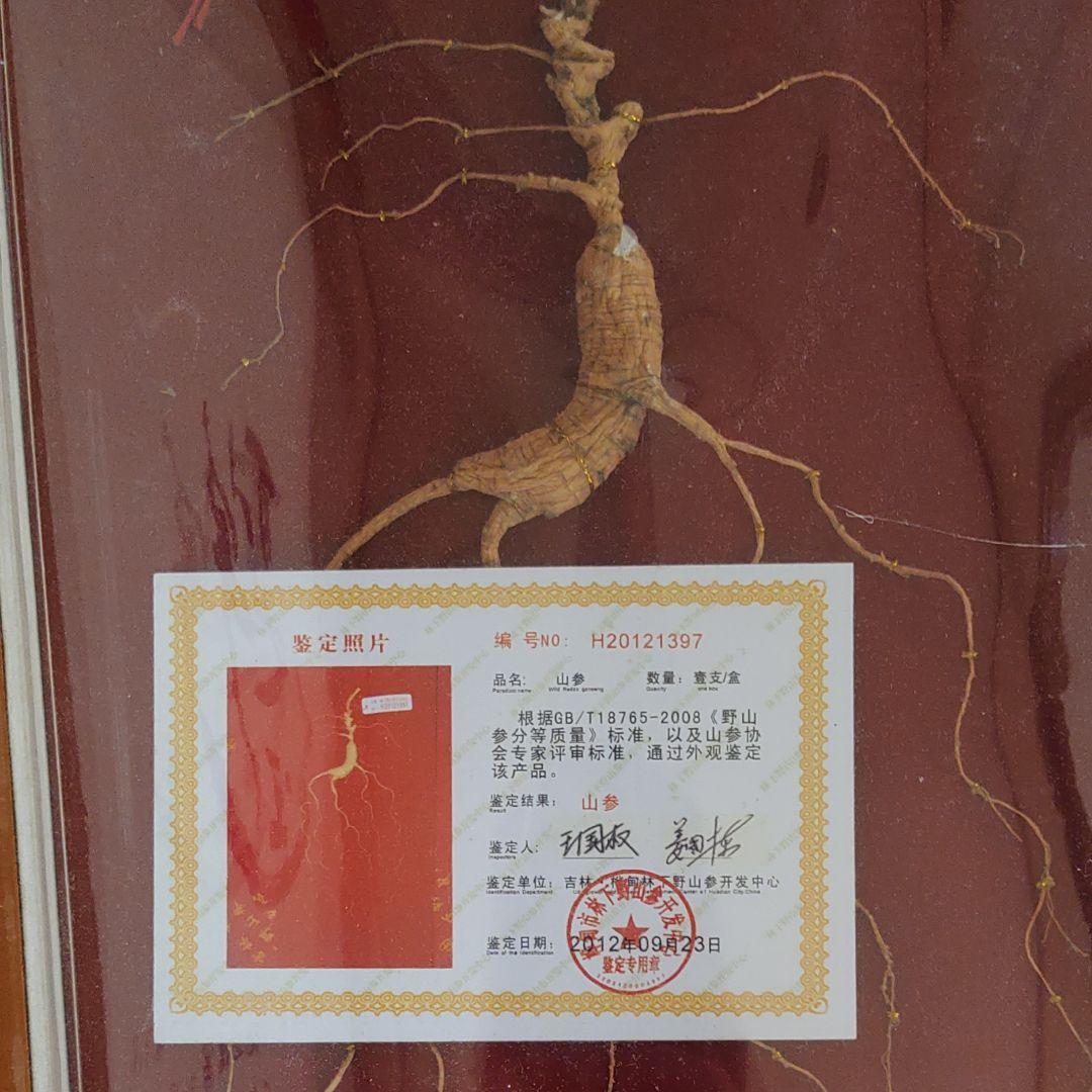 最終値下げ　希少漢方薬材貴重品　中国吉林省天然野山参高級唐木共箱付き　鑑定書付き