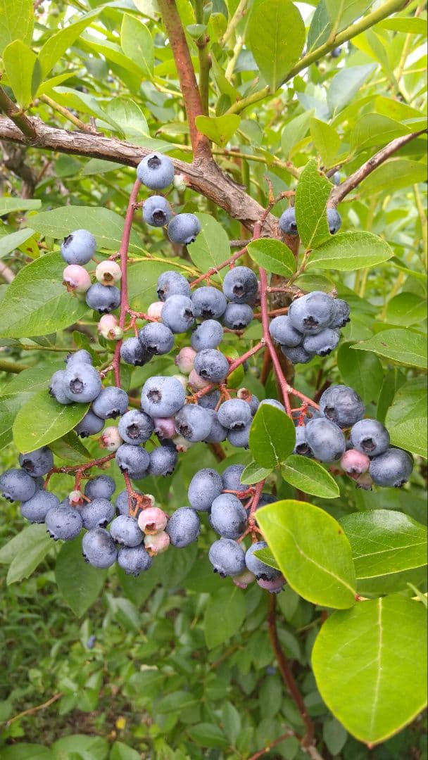 [norianzブルーベリー]☀[外の方の購入禁止]