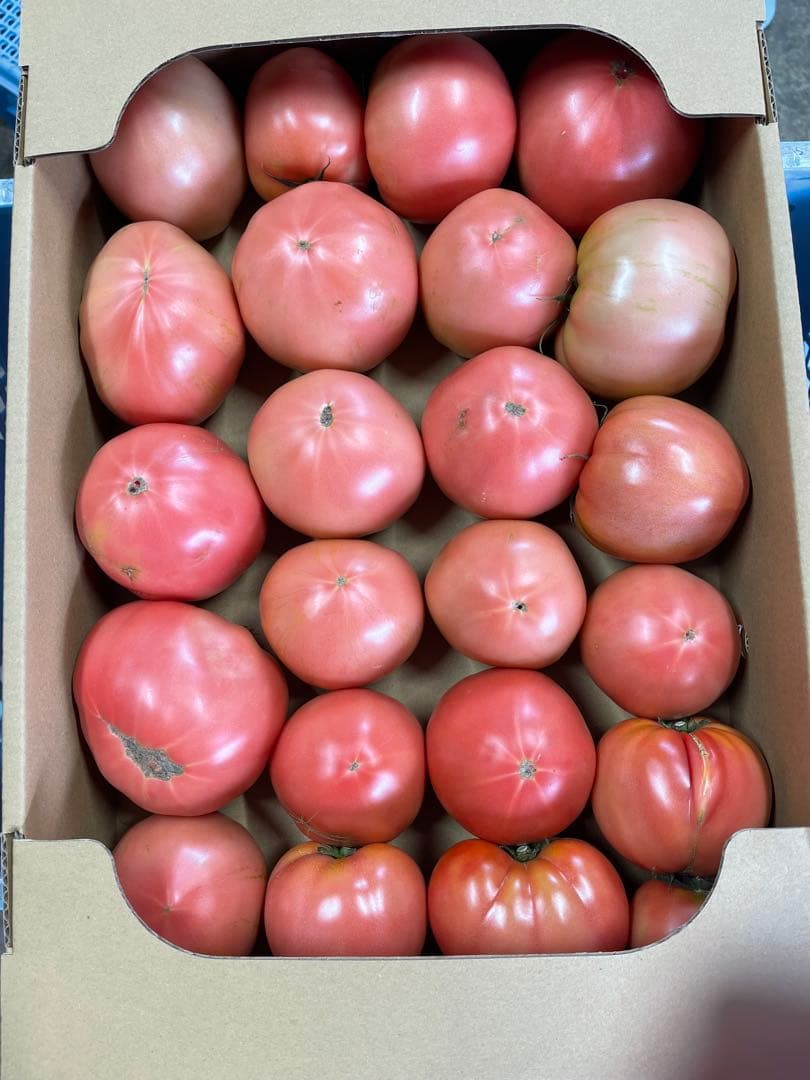 ギョドン先輩トマト