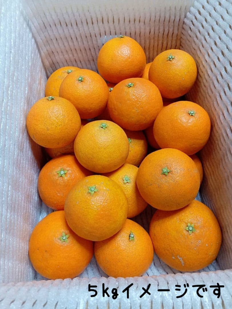 679愛果 まどんな 家庭用 10kg