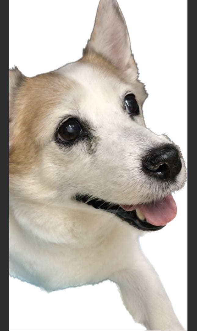 なおページです