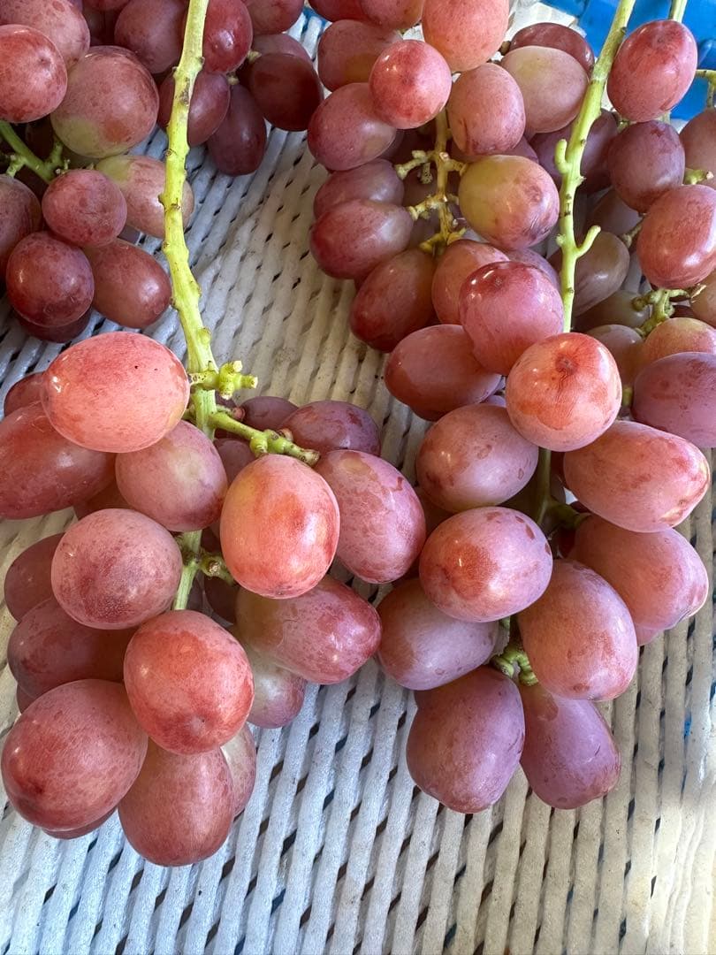 訳あり⭐︎クイーンルージュ　３キロ