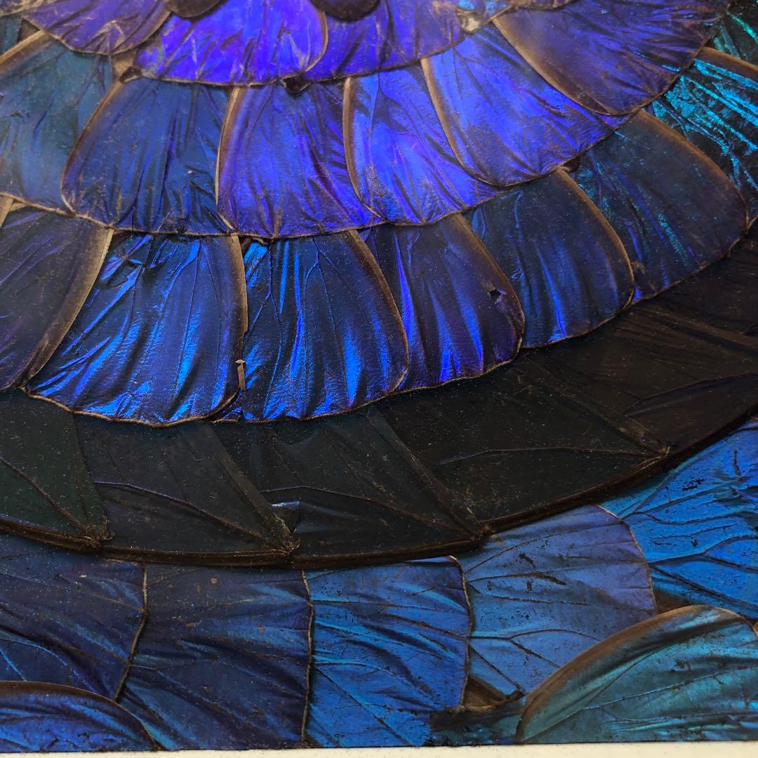 希少　モルフォ蝶 飾り額 標本　コレクション　アクセサリー素材