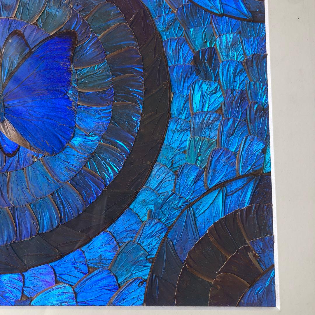 希少　モルフォ蝶 飾り額 標本　コレクション　アクセサリー素材