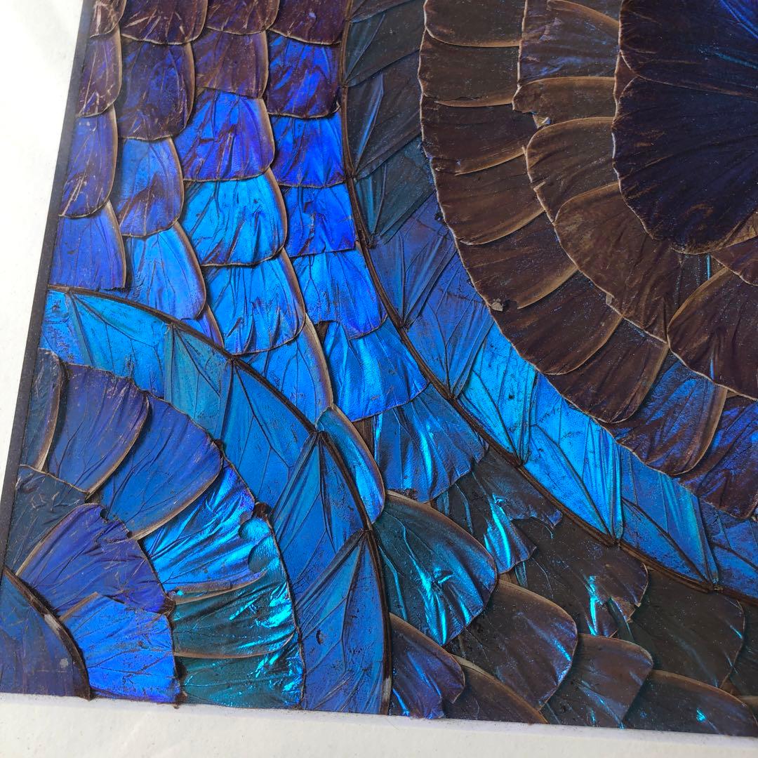 希少　モルフォ蝶 飾り額 標本　コレクション　アクセサリー素材