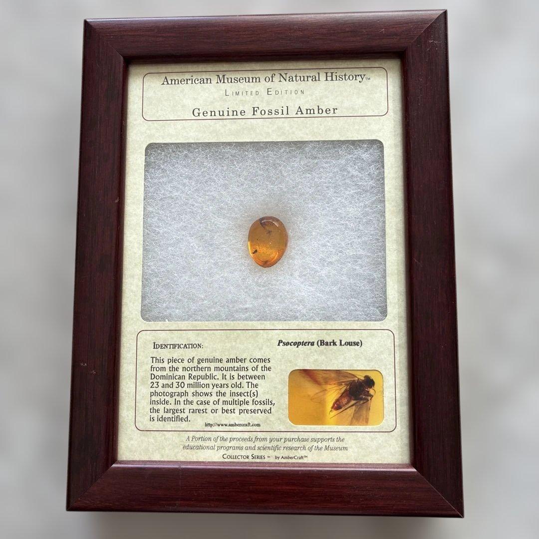 琥珀　ドミニカンアンバー 昆虫化石入り琥珀額