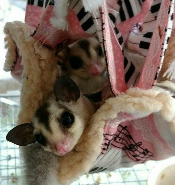 モモンガハウス(カフェ柄・綿麻) ボアピンク   大きいサイズ(家族用)