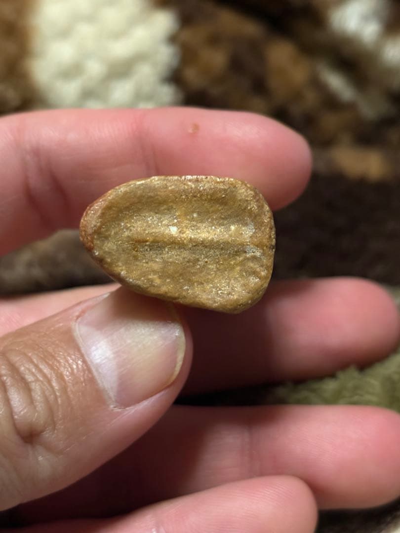 スピノサウルス　フットフロウ　化石